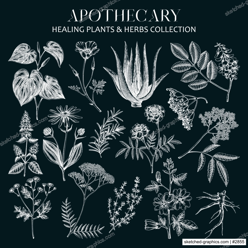 Apothecary plant sketches set on chalkboard. Herbal remedies, medicinal plant, natural medicine hand-drawn vector illustration. Vinatge herbs botanical drawings. NOT AI genereted