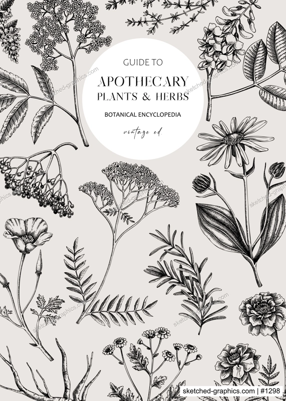 Apothecary label design template. Witchcraft background. Herbal remedies, medicinal plant, witch herbs, natural medicine hand-drawn vector illustration. NOT AI genereted