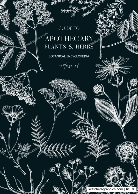 Apothecary label design template. Witchcraft background. Herbal remedies, medicinal plant, witch herbs, natural medicine hand-drawn vector illustration on chalkboard. NOT AI genereted