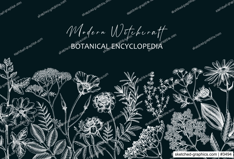 Apothecary plant banner design on chalkboard. Witchcraft background. Herbal remedies, medicinal plants, witch herbs hand-drawn vector illustration. Vinatge card template. NOT AI genereted