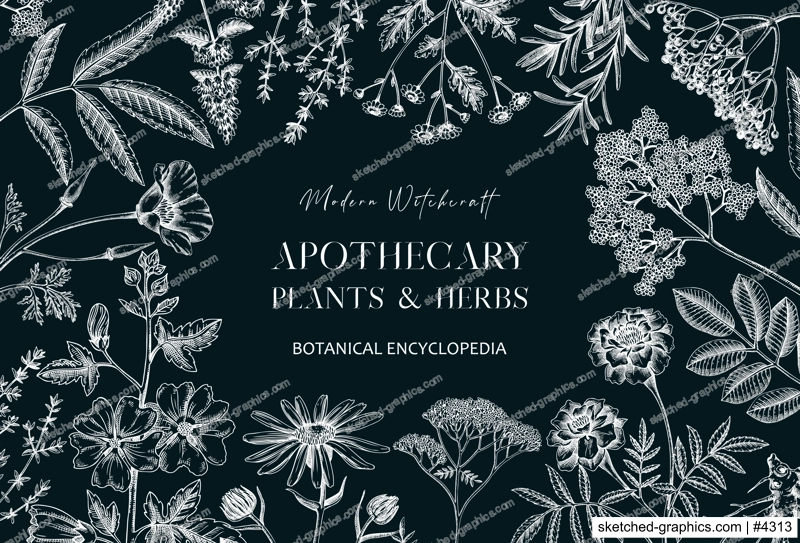 Apothecary plant banner design. Witchcraft background on chalkboard. Herbal remedies, medicinal plants, witch herbs hand-drawn vector illustration. Vinatge card template. NOT AI genereted