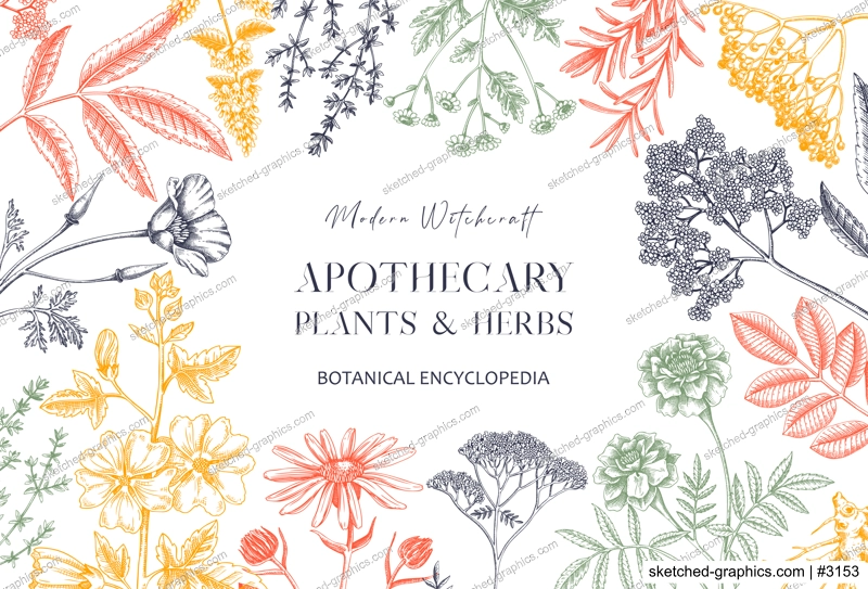 Apothecary plant banner design. Witchcraft background. Herbal remedies, medicinal plants, witch herbs hand-drawn vector illustration. Vinatge card template. NOT AI genereted