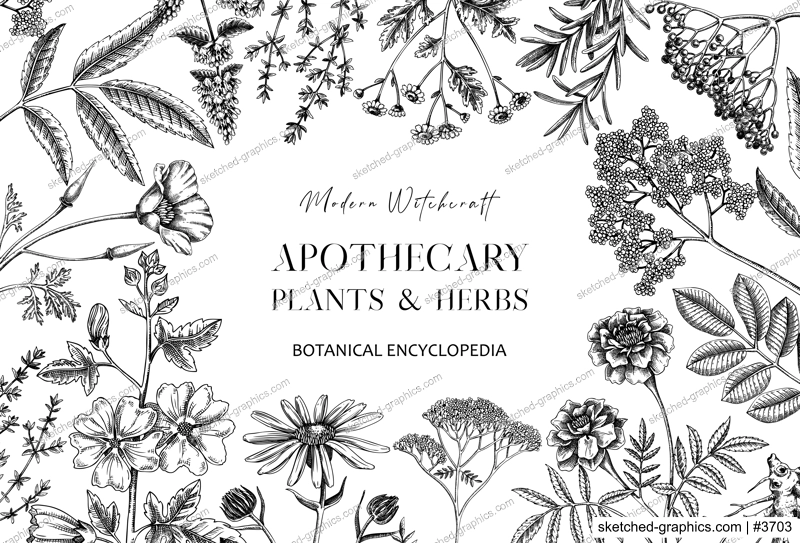 Apothecary plant banner design. Witchcraft background. Herbal remedies, medicinal plants, witch herbs hand-drawn vector illustration. Vinatge card template. NOT AI genereted