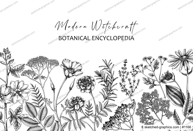 Apothecary plant border design. Witchcraft background. Herbal remedies, medicinal plants, witch herbs hand-drawn vector illustration. Vinatge card template. NOT AI genereted
