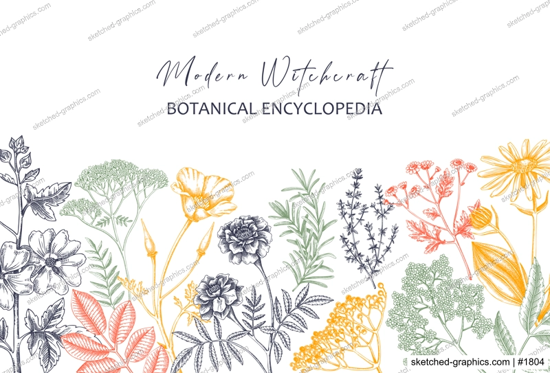 Apothecary plant border design. Witchcraft background. Herbal remedies, medicinal plants, witch herbs hand-drawn vector illustration. Vinatge card template. NOT AI genereted