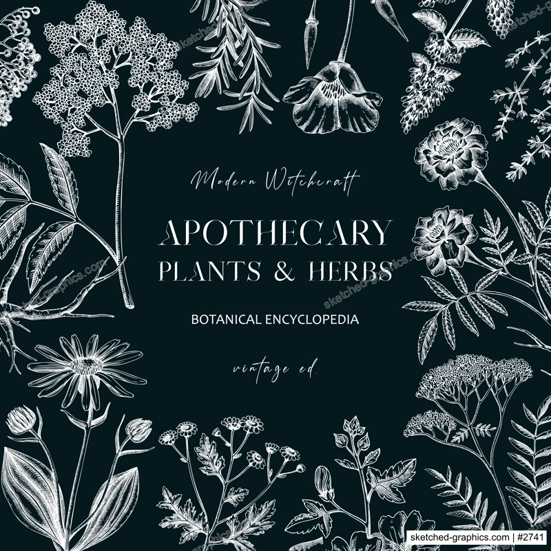 Apothecary plant frame design on chalkboard. Witchcraft background. Herbal remedies, medicinal plant, natural medicine hand-drawn vector illustration. Vinatge card template. NOT AI genereted