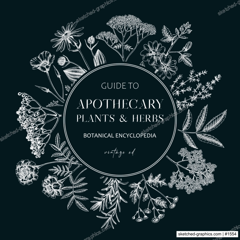 Apothecary plant frame design on chalkboard. Witchcraft background. Herbal remedies, medicinal plant, natural medicine hand-drawn vector illustration. Vinatge card template. NOT AI genereted