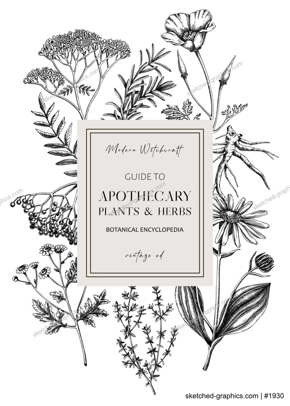 Apothecary plant frame design. Witchcraft book cover. Herbal remedies, medicinal plant, natural medicine hand-drawn vector illustration. Vinatge herbs background. NOT AI genereted