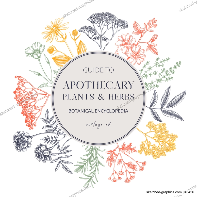 Apothecary plant frame design. Witchcraft background. Herbal remedies, medicinal plant, witch herbs, natural medicine hand-drawn vector illustration. Vinatge card template. NOT AI genereted