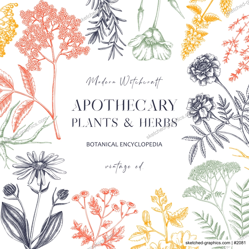 Apothecary plant frame design. Witchcraft background. Herbal remedies, medicinal plant, witch herbs, natural medicine hand-drawn vector illustration. Vinatge card template. NOT AI genereted