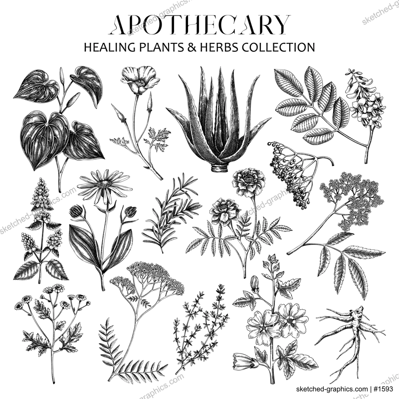 Apothecary plant sketches set. Herbal remedies, medicinal herbs healing plant, natural medicine hand-drawn vector illustration. Vinatge botanical drawings. NOT AI genereted