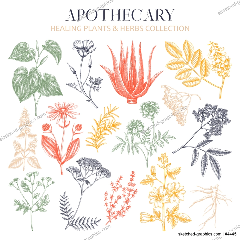 Apothecary plant sketches set. Herbal remedies, medicinal plant, natural medicine hand-drawn vector illustration. Vinatge herbs botanical drawings. NOT AI genereted