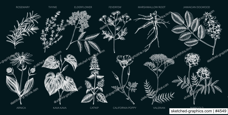 Apothecary plants collection. Medicinal herbs and healing plants sketches on chalkboard. Herbal remedies,natural medicine hand-drawn vector illustration. NOT AI genereted