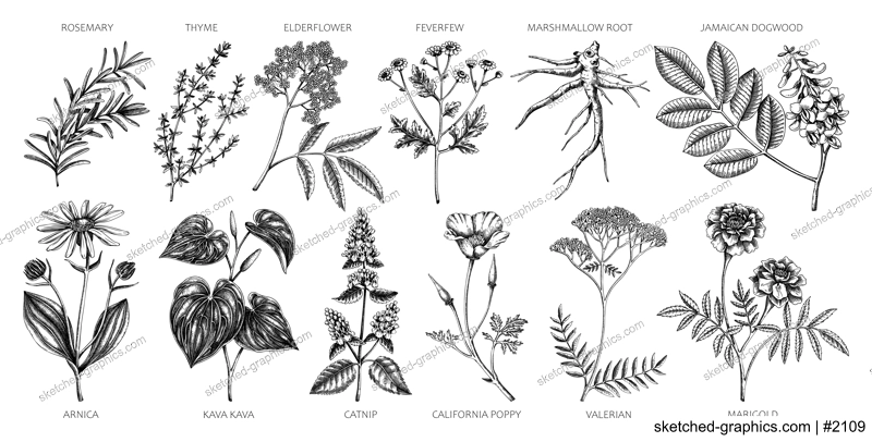Apothecary plants collection. Medicinal herbs and healing plants sketches. Herbal remedies,natural medicine hand-drawn vector illustration. NOT AI genereted