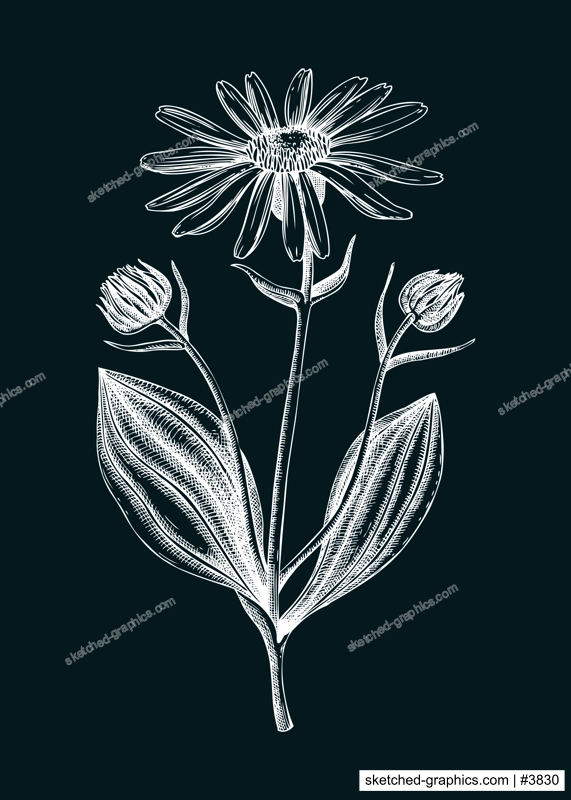 Arnica sketch. Apothecary plant drawing. Herbal remedies, medicinal plant, natural medicine hand-drawn vector illustration. NOT AI genereted