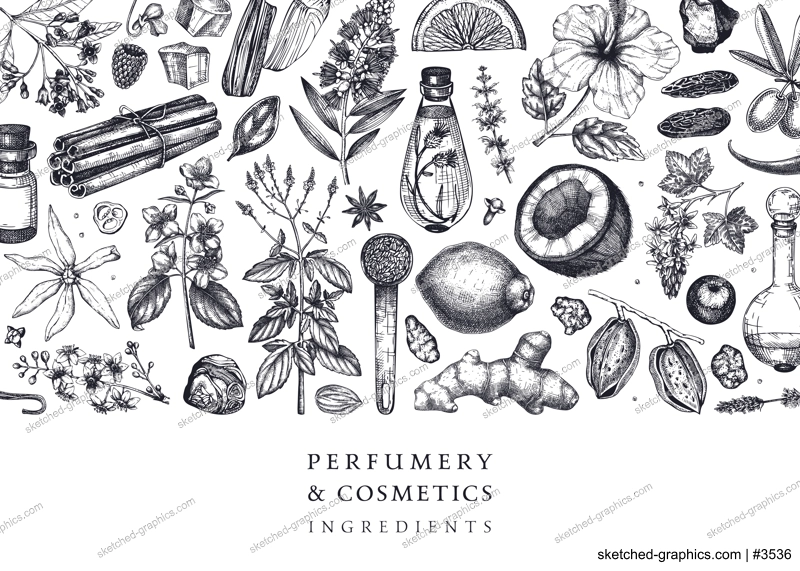 Aromatic plants background. Perfumery ingredients banner. Flower, fruit, spice, herb sketches. Hand drawn vector illustration. Cosmetics packaging design template. 
