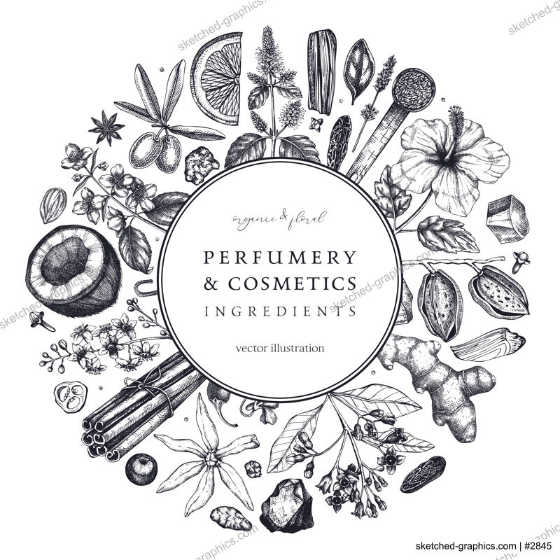 Aromatic plants wreath. Perfumery and cosmetics ingredients banner. Flower, fruit, spice, herb sketches. Hand drawn vector illustration. Packaging design template. 