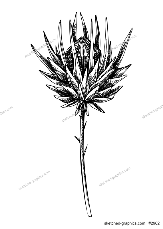 Decorative autumn plant sketch. Sketched dried artichoke drawing. Hand drawn botanical element in vintage style. Dried flower illustrations. For Thanksgiving day design.