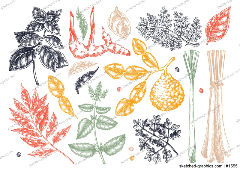 Asian cuisine herb and spice sketches set. Basil, curry, calangal, cilantro, lime drawing. Kitchen spices hand-drawn vector illustration. NOT AI genereted