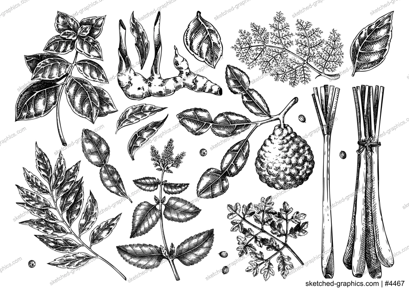Asian cuisine herb and spice sketches set. Basil, curry, calangal, cilantro, lime drawing. Kitchen spices hand-drawn vector illustration. NOT AI genereted