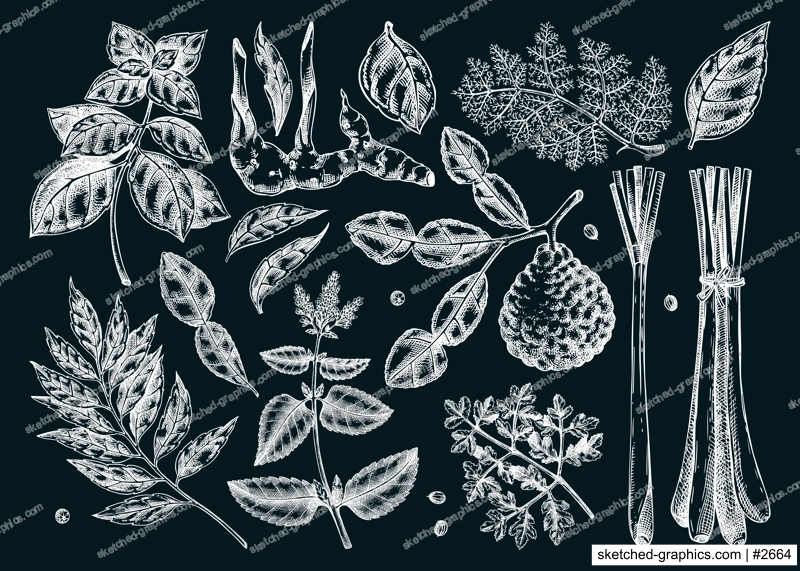 Asian cuisine herb and spice sketches set. Basil, curry, calangal, cilantro, lime chalk drawing. Kitchen spices hand-drawn vector illustration. NOT AI generated