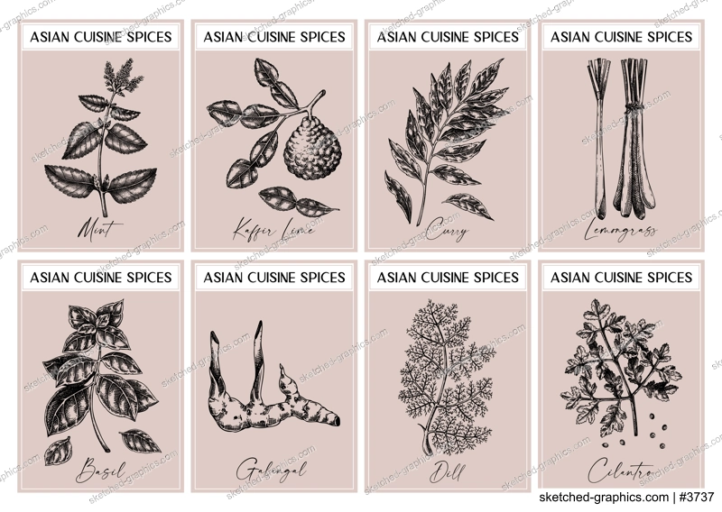 Asian spice labels set. Basil, curry, calangal, cilantro, lime sketches. Herbs and spices hand-drawn vectot illustration. Vintage print design. NOT AI generated