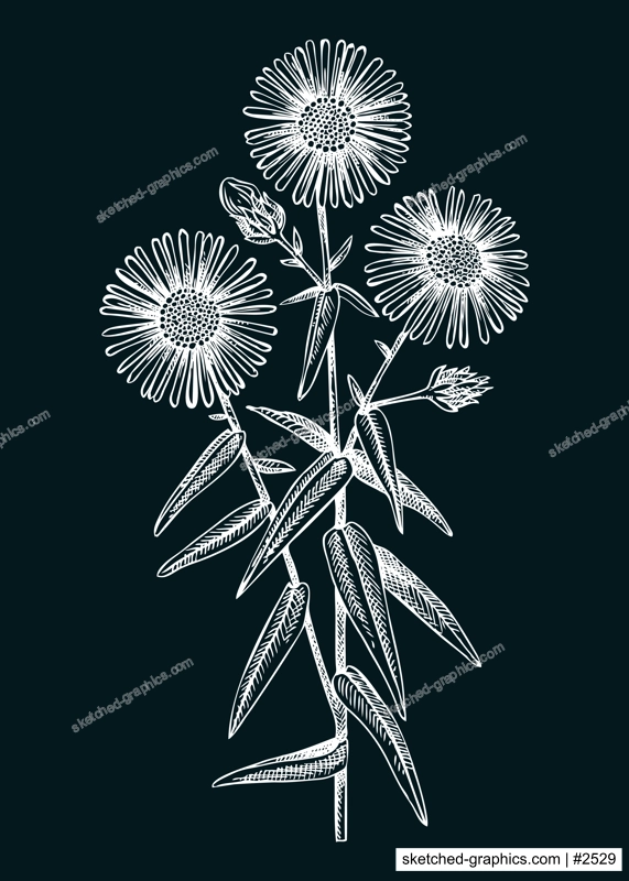 Aster vector illustration. Hand drawn autumn flower sketch. Michaela's daisy drawing on chalkboard. Popular garden flowering plant. Floral design element in engraved style