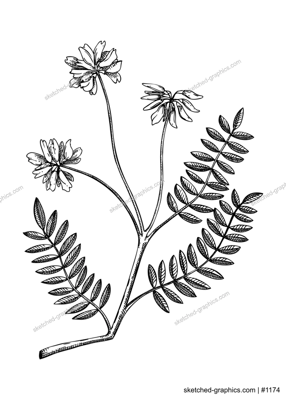 Astragalus. Adaptogenic plant botanical illustration. Hand-drawn Ginseng drawing. Great for traditional medicine, cosmetology, Ayurveda, clinical research design. Natural adaptogen line art design