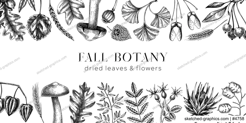 Autumn banner with fallen leaves and dried flowers. Thanksgiving background. Hand drawn botanical fall background. Sketched dried herbs, falling leaves, mushrooms, seeds black and white illustration. 