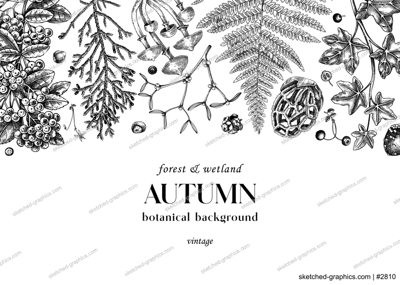 Sketched banner with ferns, forest mushrooms, fall leaves and autumn plant sketches. Vintage botanical design template in engraved style. Hand drawn autumn background for print. Woodland illustration