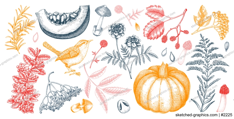 Hand drawn autumn illustrations. Vintage botanical drawings. Fall leaves, pumpkins, mushrooms, and birds sketches. Thanksgiving day design elements. NOT AI generated