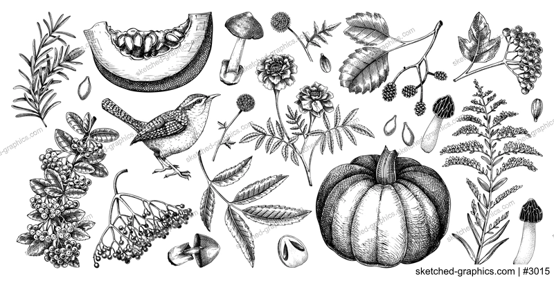 Autumn botanical sketches. Hand drawn vector illustrations  of fall leaves, pumpkins, mushrooms, and birds. Thanksgiving day design elements. NOT AI generated