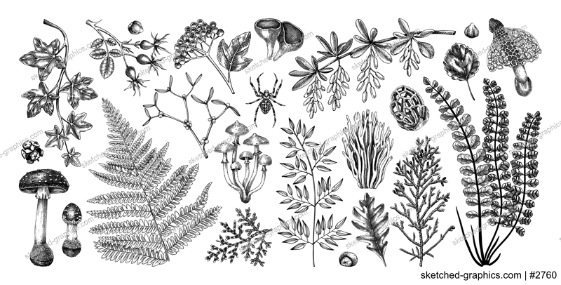 Autumn design elements in sketched style. Botanical drawings of fall leaves, ferns, berries, and mushrooms. Vintage forest, fall plants hand-drawn illustrations. Woodland sketches 