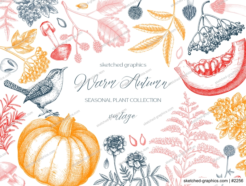 Vintage autumn card design. Thanksgiving background. Fall leaves, pumpkins, berries, mushrooms sketches. Hand-drawn vector illustration. NOT AI generated