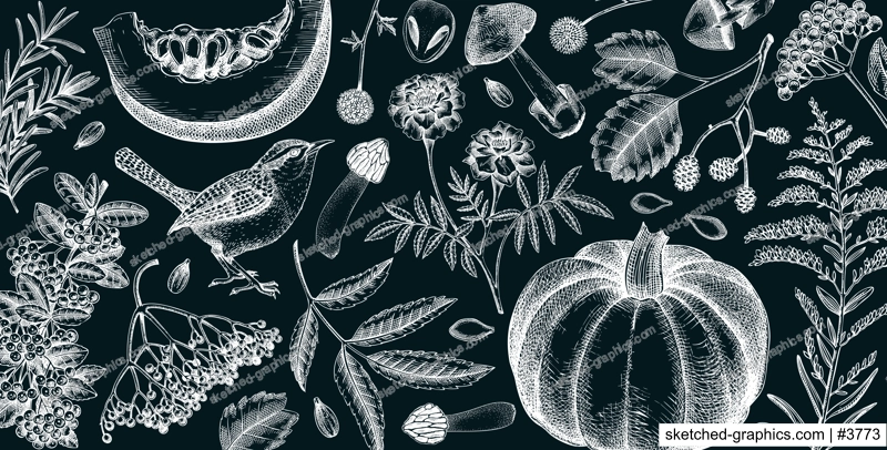 Vintage autumn background. Fall leaves, pumpkins, berries, mushrooms sketches on chalkboard. Hand-drawn vector illustration. Botanical banner design. NOT AI generated
