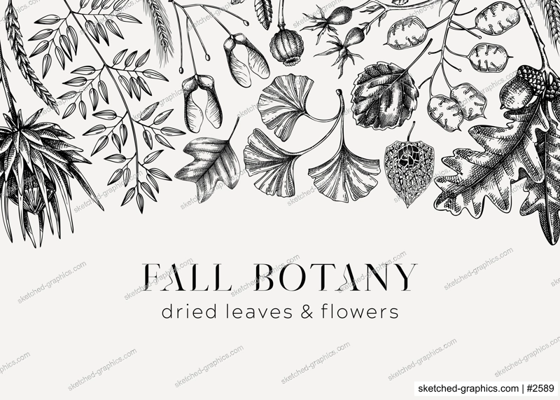Vintage Autumn background. Black and white fallen leaves and dried flowers sketches. Floral frame. Hand-drawn dried herbs, fall leaves, mushrooms, and fruit illustration. Thanksgiving background.
