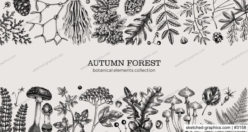Hand drawn autumn forest background. Vintage banner with ferns, mushrooms, fall leaves and autumn plant sketches. Botanical design template in engraved style for print. Vector illustration