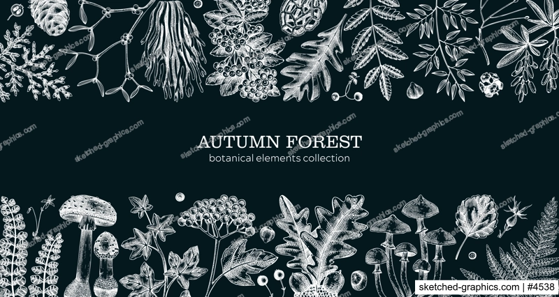 Hand drawn autumn forest background. Vintage banner with ferns, mushrooms, fall leaves and autumn plant sketches. Botanical design template in engraved style. Vector illustration onchalkboard