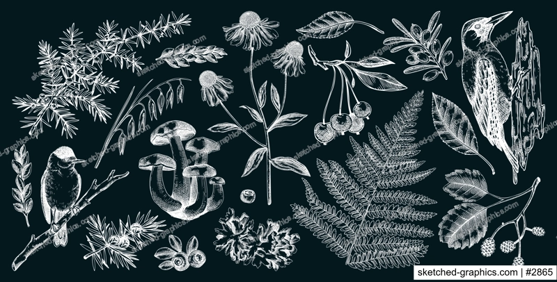 Autumn forest design elements. Hand drawn botanical illustrations of fall leaves, ferns, berries, and birds. Vintage fall plants sketches. NOT AI generated