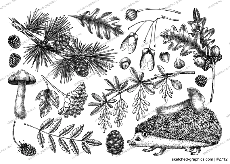 Autumn forest design elements in sketch style. Botanical drawings of fallen leaves, mushrooms, berries, and hedgehog. Vintage fall plants hand-drawn illustrations. Woodland nature vector collection