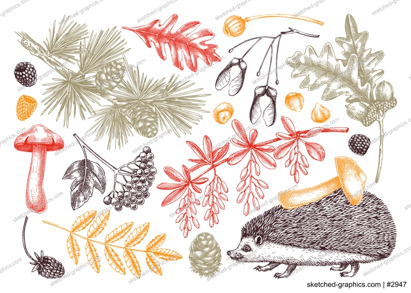 Autumn forest design elements in sketch style. Botanical drawings of fallen leaves, mushrooms, berries, and hedgehog in color. Vintage fall plants hand-drawn illustrations. Woodland nature set