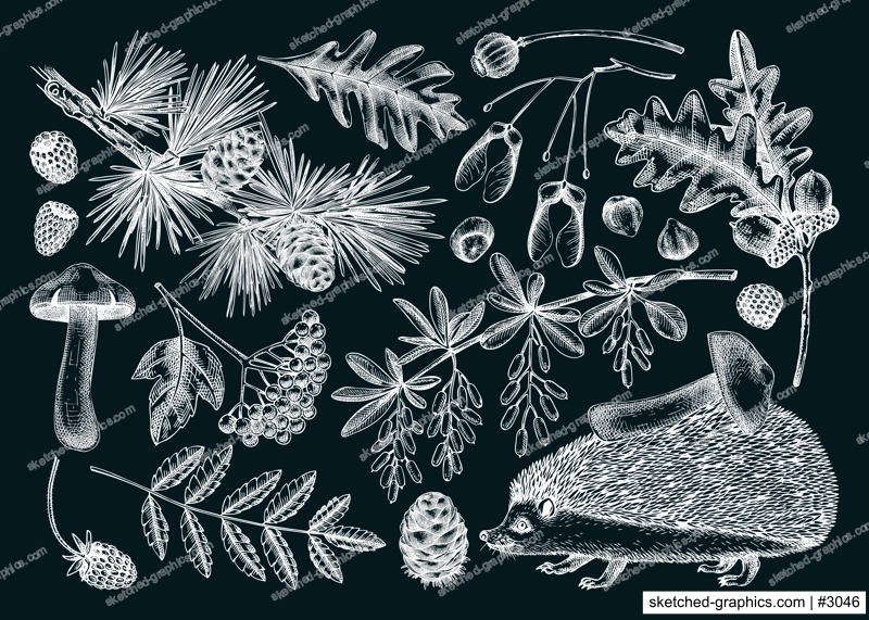 Autumn forest design elements in sketch style. Botanical drawings of fallen leaves, mushrooms, berries, and hedgehog on chalkboard. Vintage fall plants hand-drawn illustrations. Woodland nature set