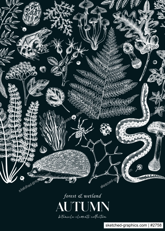 Autumn forest background on chalkboard. Hand drawn fallen leaves, ferns, autumn plants, mushrooms, woodland animals sketches. Botanical design template of card, invitation, cover