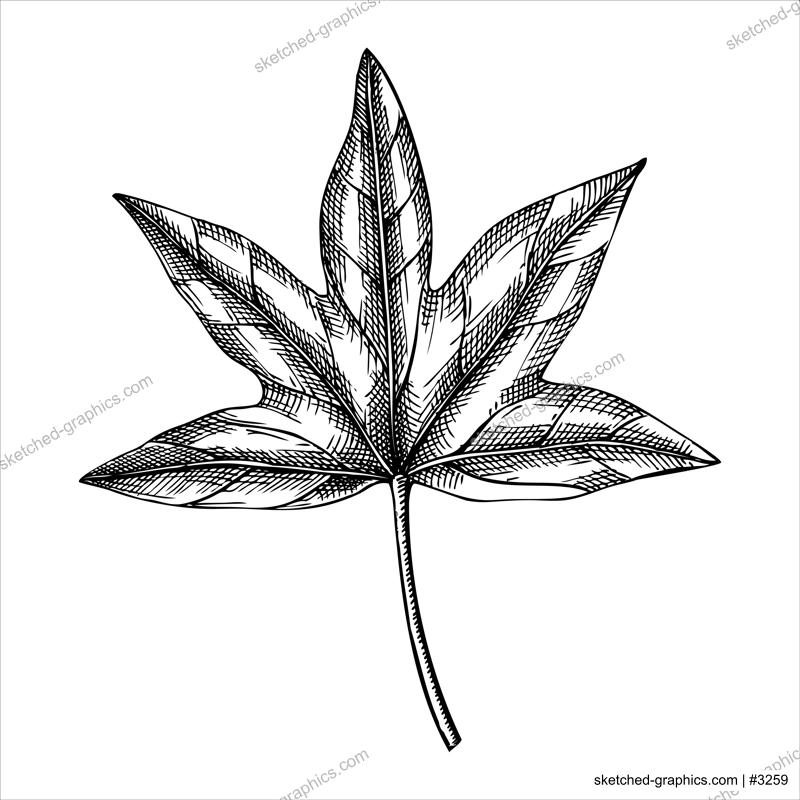 Decorative autumn leaf sketch. Sweetgum foliage drawing. Hand drawn botanical element in sketched style. Sketched hazel pinefall leaves illustrations. For Thanksgiving day design.