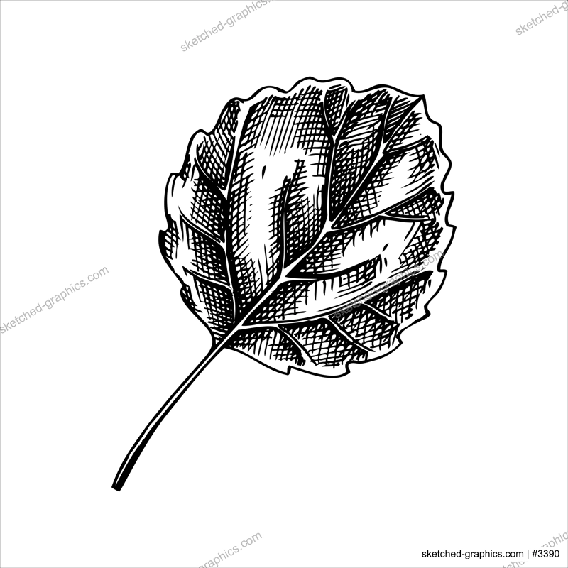 Decorative autumn leaf sketch. Aspen tree foliage sketch. Hand drawn botanical element in sketched style. Fall leaves illustrations. For Thanksgiving day design.