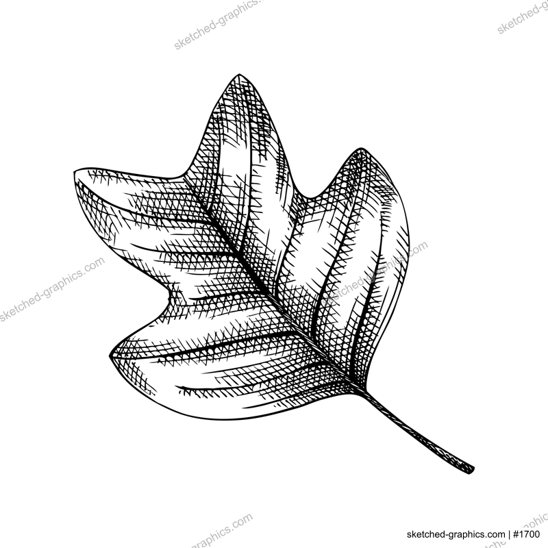 Decorative autumn leaf sketch. Tulip tree foliage drawing. Hand drawn botanical element in sketched style. Sketched  fall leaves illustrations. For Thanksgiving day design.