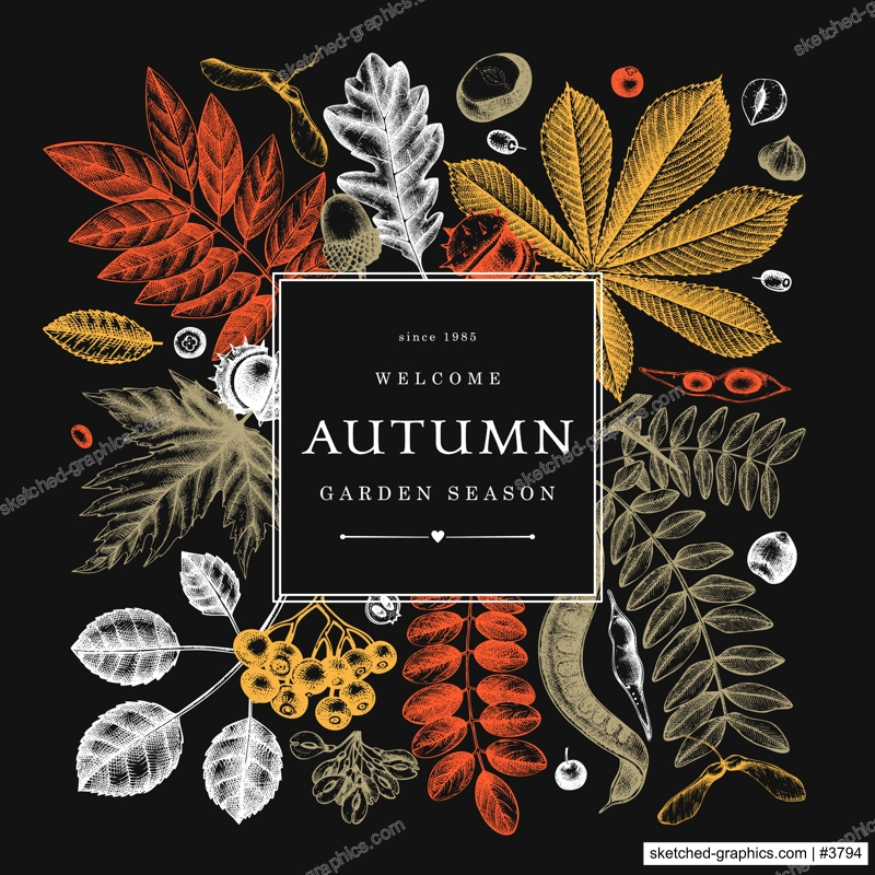 Hand sketched autumn leaves design in color on chalkboard. Elegant botanical template with autumn leaves, berries, seeds sketches. Perfect for invitation, cards, flyers, menu, label, packaging. 