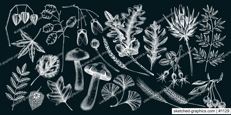 Sketched autumn leaves and dried flowers collection. Hand-drawn botanical sketches. Dried herbs, fall leaves, mushrooms, and fruit illustrations. Vintage drawings for thanksgiving on chalkboard