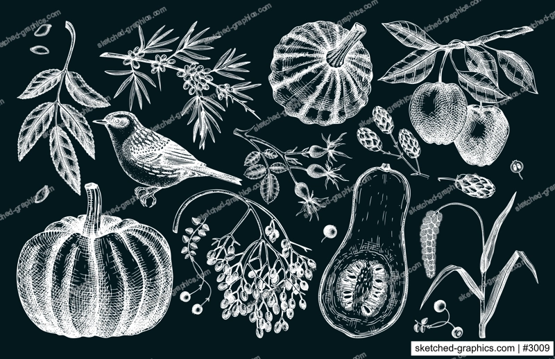 Autumn design elements in sketched style. Botanical drawings of autumn leaves, pumpkins, berries, bird. Vintage fall plants illustrations on chalkboard. Thanksgiving day sketches