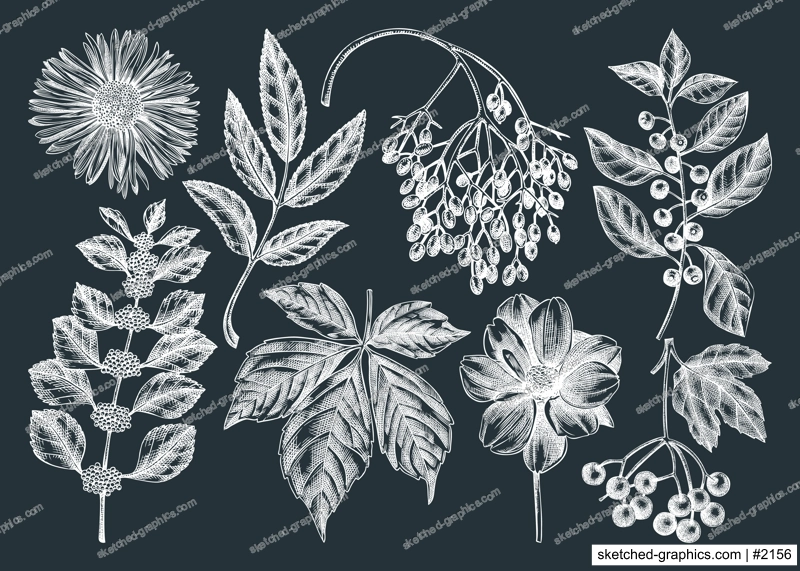 Hand-sketched autumn plants collection on chalkboard. Elegant floral sketch art. Hand-drawn fall leaves, berries, flowers sketches set. For autumn invitations, cards, wall art, print, poster.